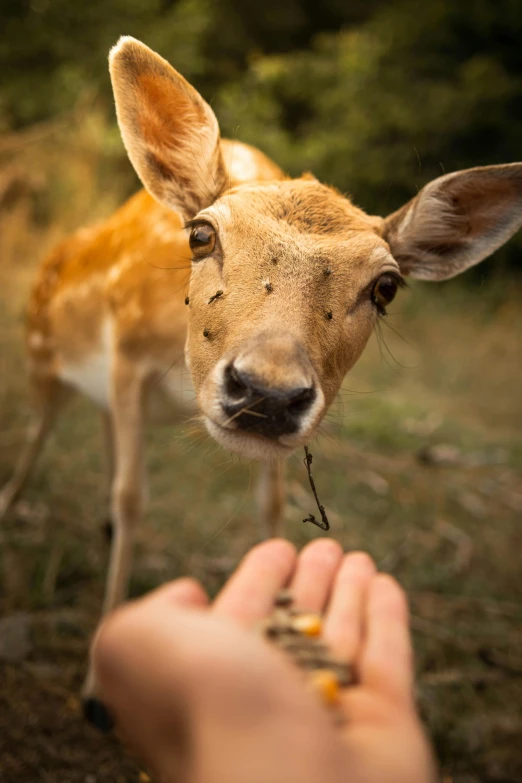 a close up of a person feeding a deer, by Jesper Knudsen, wide eyed, gently caressing earth, handheld, snacks