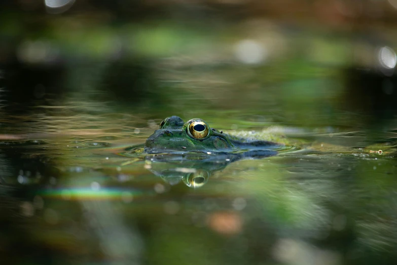 a frog that is swimming in some water, a picture, by Sven Erixson, unsplash contest winner, photorealism, eye relections, paul barson, low angle 8k hd nature photo, screensaver