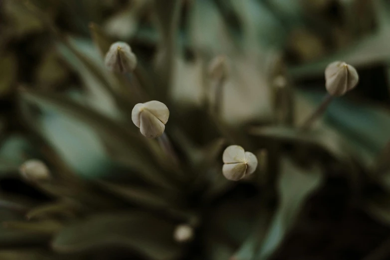 a close up of a bunch of flowers, a macro photograph, unsplash, tonalism, green pupills, high quality photo, muted brown, rendered art