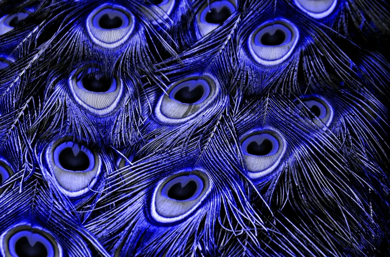 a close up of a bunch of peacock feathers, an album cover, inspired by Yves Klein, pixabay, maximalism, ultra high detail digital art, dark purple blue tones, with multiple eyes, glowing blue by greg rutkowski