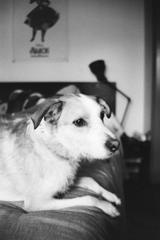 a black and white photo of a dog laying on a bed, a black and white photo, flickr, shot on expired instamatic film, proud looking away, sittin, belle