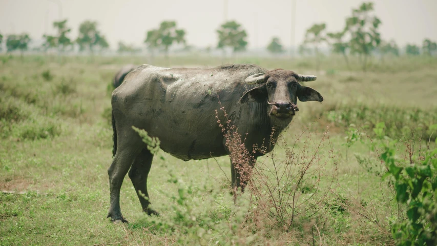 a cow standing on top of a lush green field, covered with tar, fujifilm”, nivanh chanthara, medium format