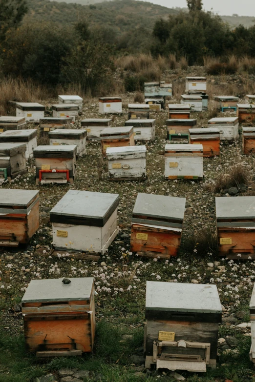 a field full of beehives sitting next to each other, an album cover, trending on unsplash, renaissance, new zealand, mining, concerned, high-quality photo