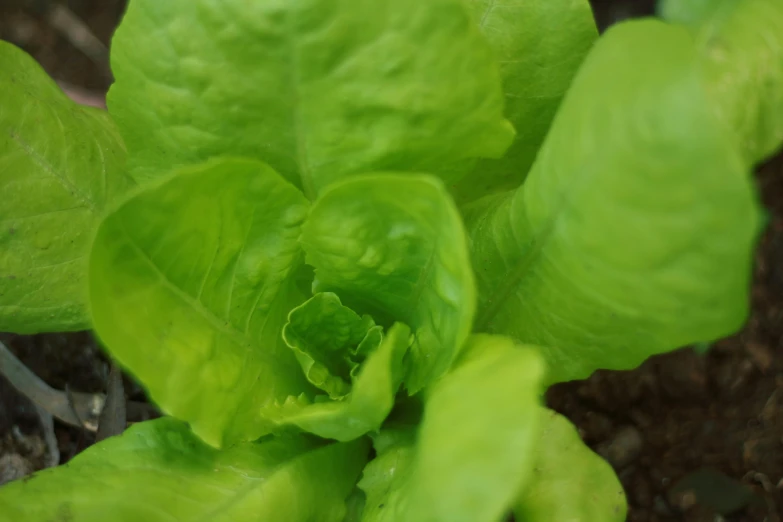 a close up of a lettuce plant in a garden, pale green glow, highly upvoted, medium height, 5k