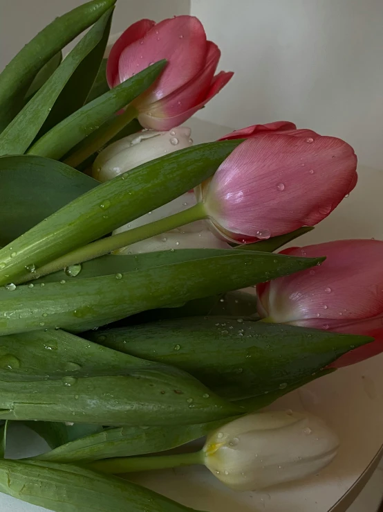 a white plate topped with pink and white tulips, wet from rain, embracing, no cropping, zoomed in