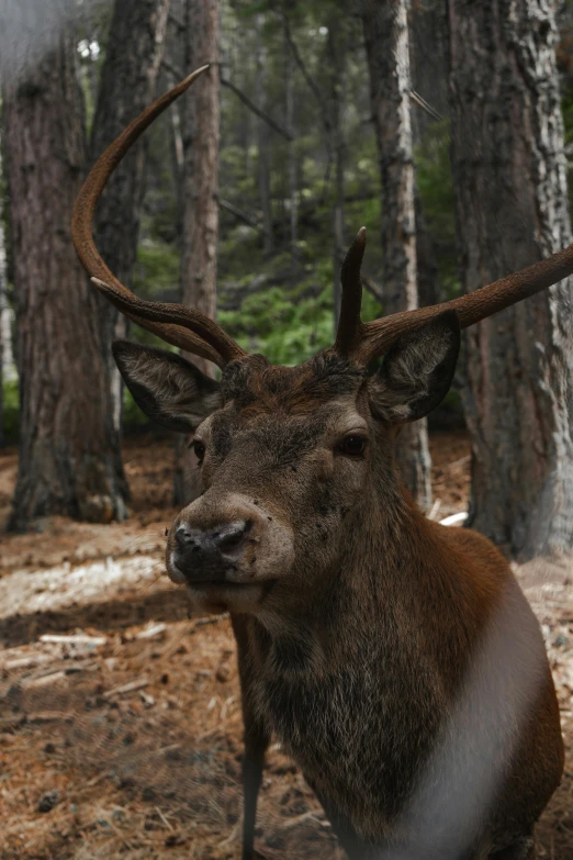 a close up of a deer in a forest, arrendajo in avila pinewood, alessio albi, ox, multiple stories