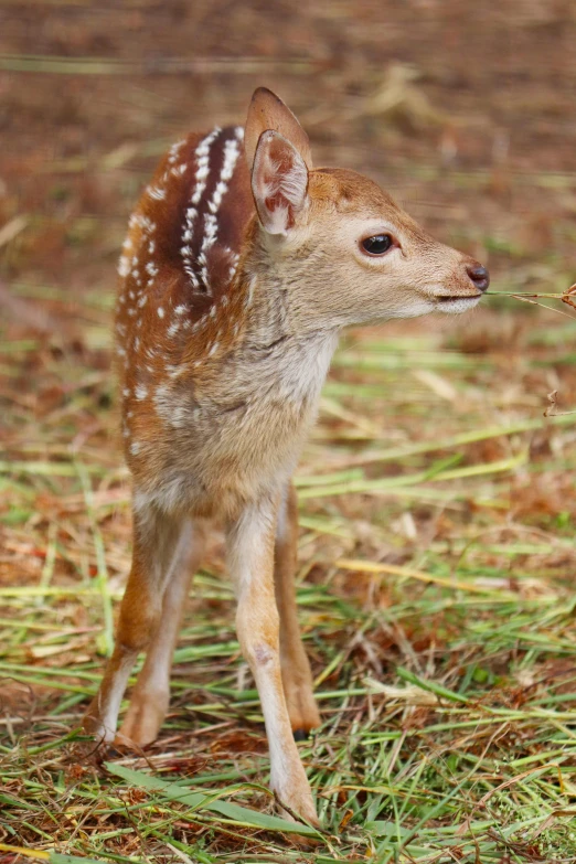 a small deer standing on top of a grass covered field, posing for a picture