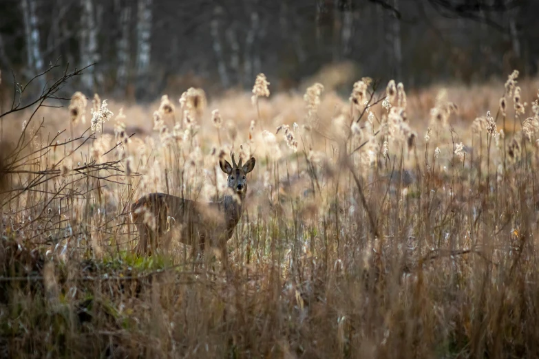 a deer standing in a field of tall grass, by Jacob Kainen, pexels contest winner, hunting, reeds, lion in a meadow with hornbeam, brown stubble