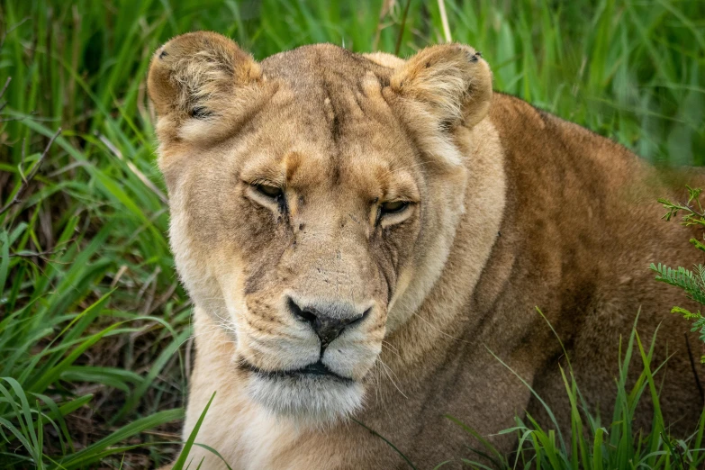 a close up of a lion laying in the grass, a portrait, pexels contest winner, avatar image, african queen, as well as scratches, high resolution photo