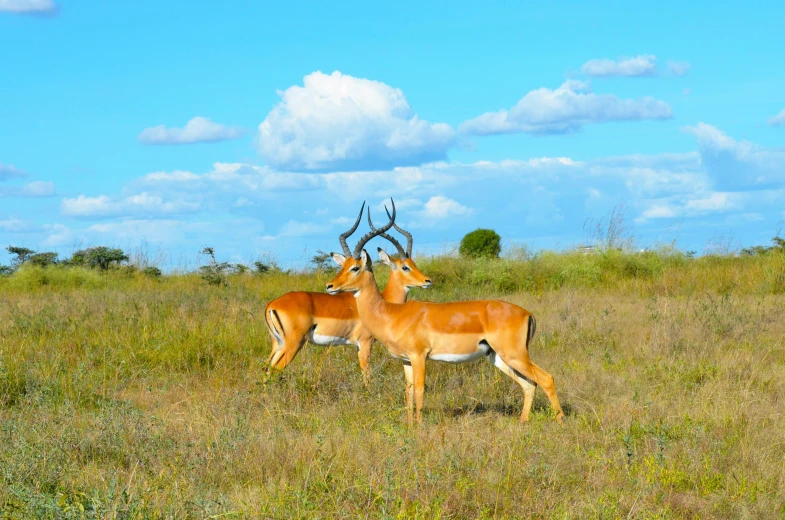 a couple of deer standing on top of a grass covered field, on the african plains, slide show, fan favorite, sri lanka