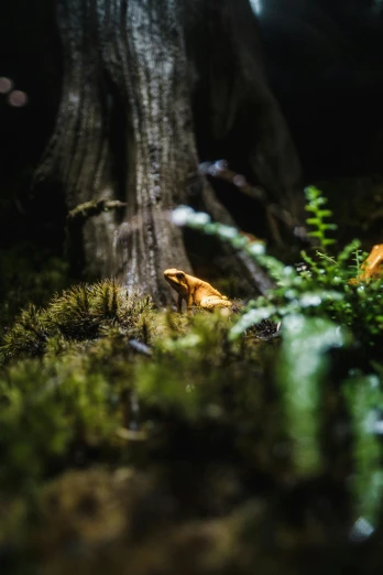 a close up of a moss covered ground next to a tree, a macro photograph, by Chris Rallis, unsplash contest winner, realism, miniature frog, ((forest)), glowing forest, vibrant but dreary gold