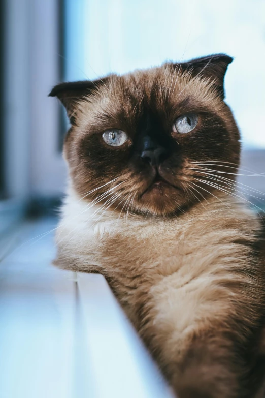 a close up of a cat laying on a window sill, by Julia Pishtar, trending on unsplash, pug-faced, looks directly at camera, clear blue eyes, high-quality photo
