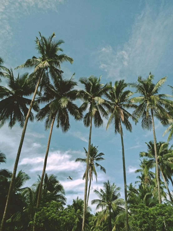 a group of palm trees sitting on top of a lush green field, pexels contest winner, sumatraism, instagram story, beach aesthetic, looking upwards, ((trees))