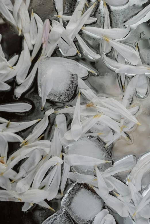 a bunch of ice cubes sitting on top of a table, a macro photograph, inspired by Vija Celmins, reddit, white alien squid, ice arrows, crowds, long petals