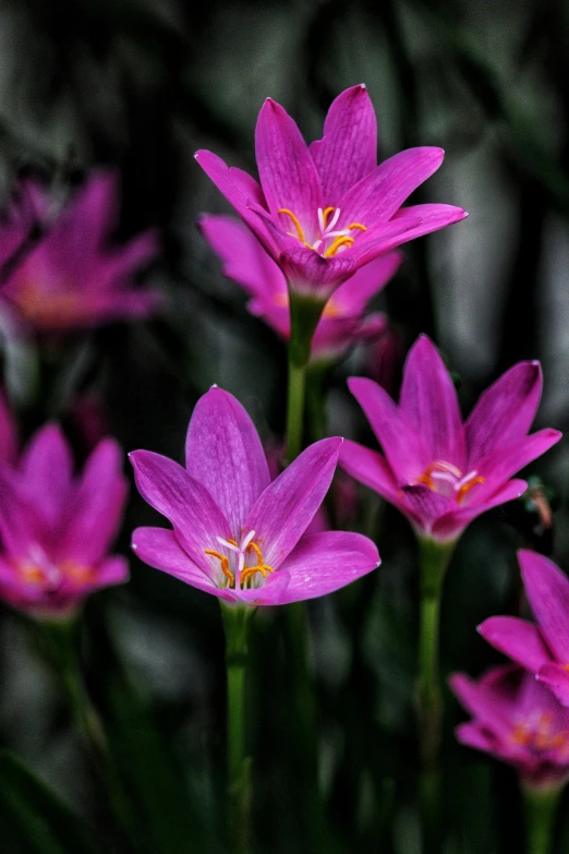 a group of pink flowers sitting on top of a lush green field, often described as flame-like, tiny stars, lily, rich colour