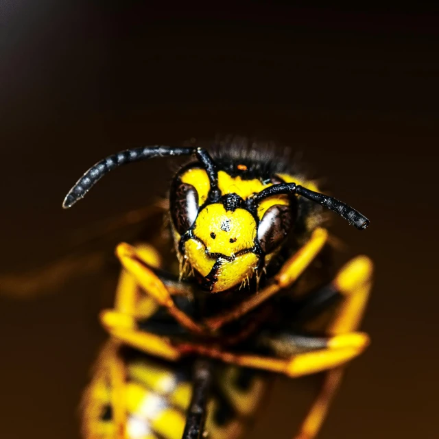 a yellow and black wasp sitting on top of a leaf, by Adam Marczyński, pexels contest winner, fierce expression 4k, closeup!!!!!!, giant golden nuclear hornet, taken in the night