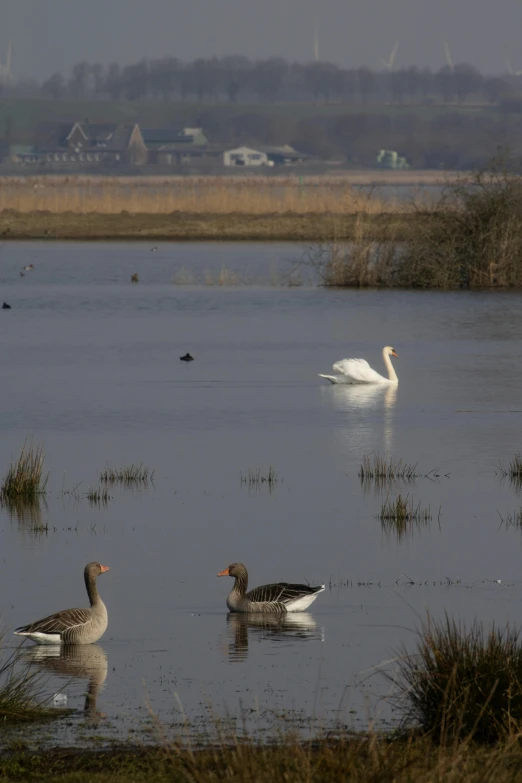 a number of birds in a body of water, a picture, by Jan Tengnagel, flickr, renaissance, brockholes, flooded ground, swan, seen in the distance