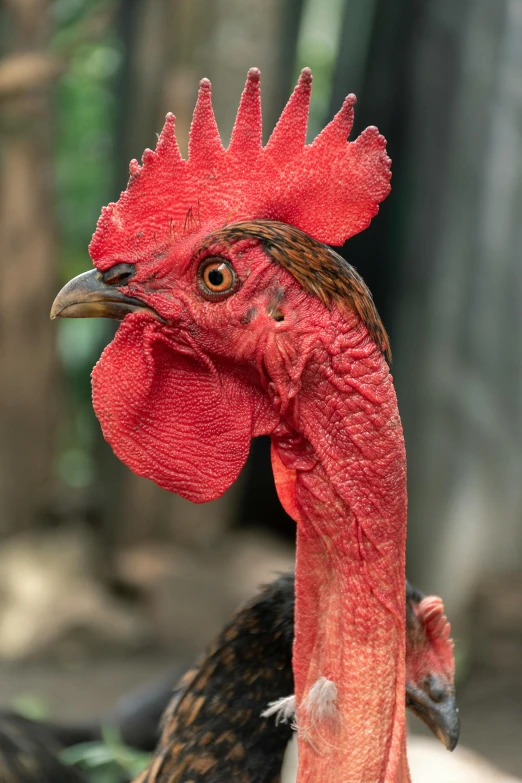 a close up of a rooster with a red comb, a portrait, pexels contest winner, large forehead, tail raised, stern face, turkey