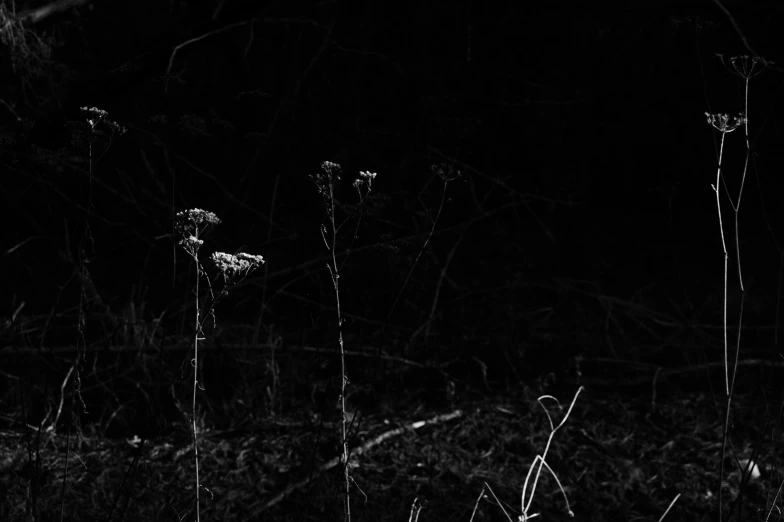 a fire hydrant sitting in the middle of a field, a black and white photo, by Mirko Rački, minimalism, evening!! in the forest, mutated flowers, trio, night. by greg rutkowski