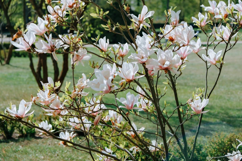 a bush of white and pink flowers in a park, inspired by Jane Nasmyth, unsplash, hurufiyya, magnolia stems, on a sunny day, 🌸 🌼 💮, 2000s photo