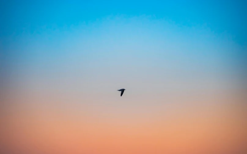 a bird flying in the sky at sunset, by Niko Henrichon, minimalism, multicolored, blue hour, nature photo, 1 4 9 3