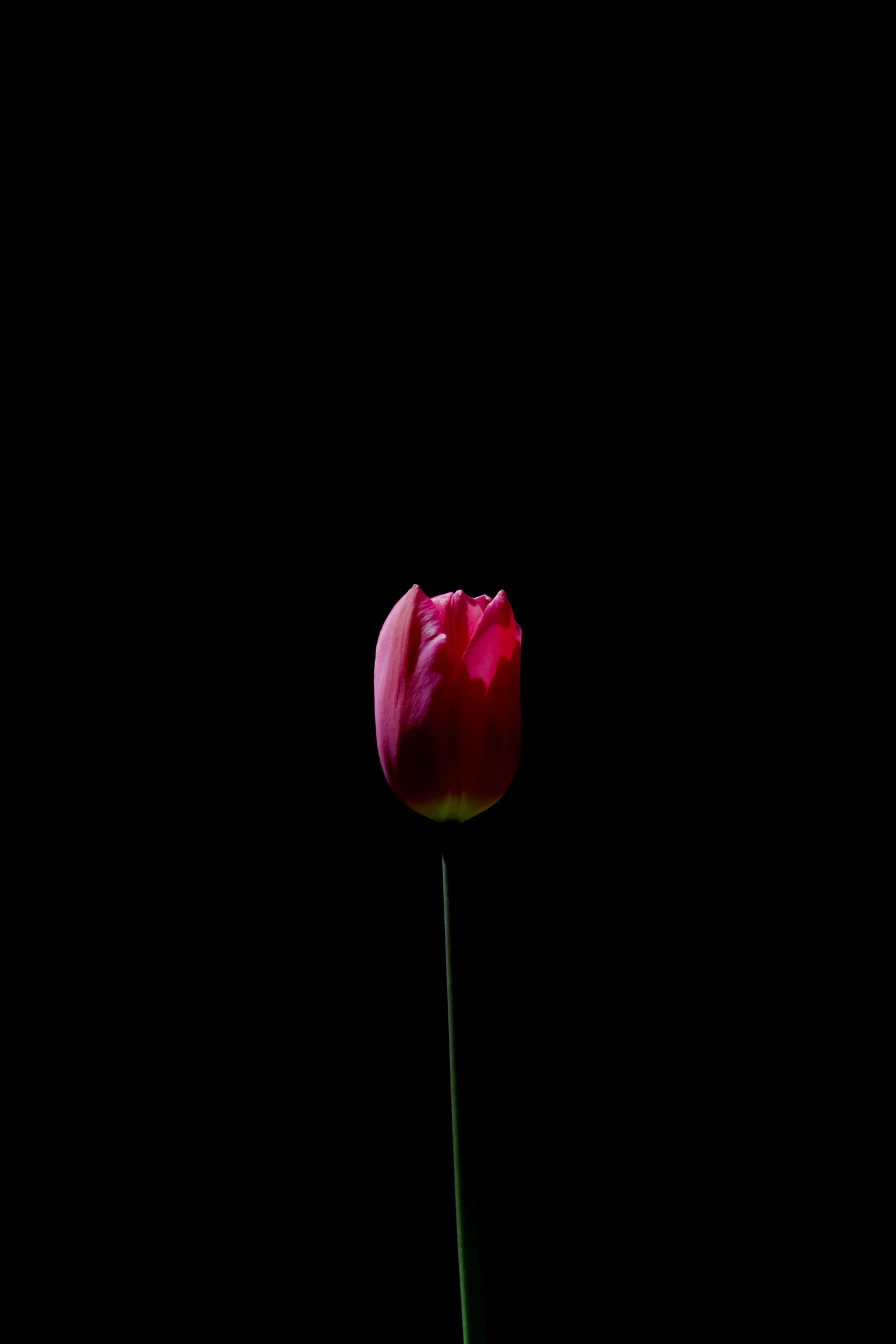 a single red tulip against a black background, a picture, by Zsolt Bodoni, minimalism, pink, black!!!!! background, solitude, tyler west