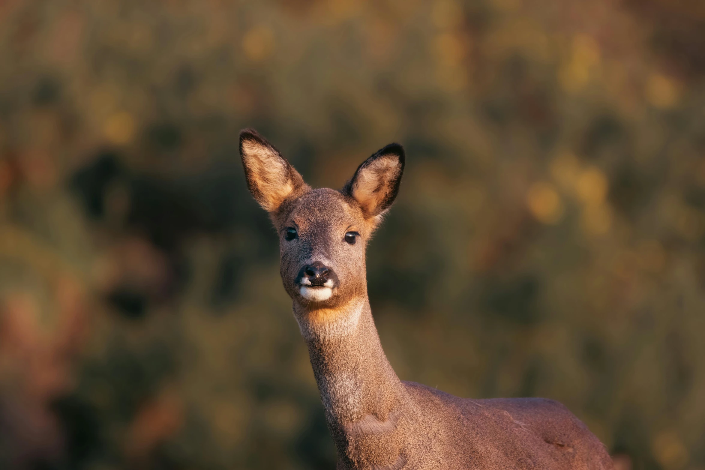 a deer that is standing in the grass