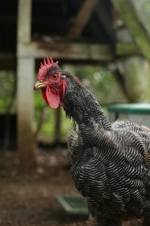 a chicken that is standing in the dirt, profile image, grey, fan favorite, ready to eat