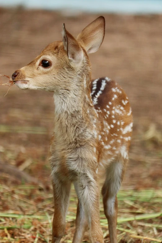 a baby deer standing on top of a dry grass covered field, tiny mouth, highly polished, spotted, an intricate