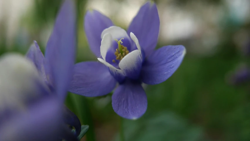 a close up of a purple and white flower, by David Simpson, pexels contest winner, mediumslateblue flowers, nostlagia, medium blue, shot from far away