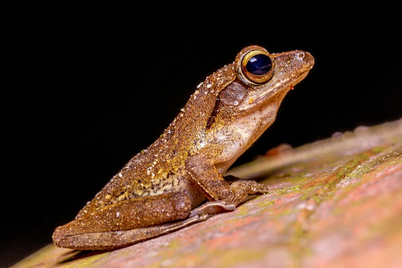 a brown frog sitting on top of a leaf, pexels contest winner, at night, avatar image, big gold eyes, australian