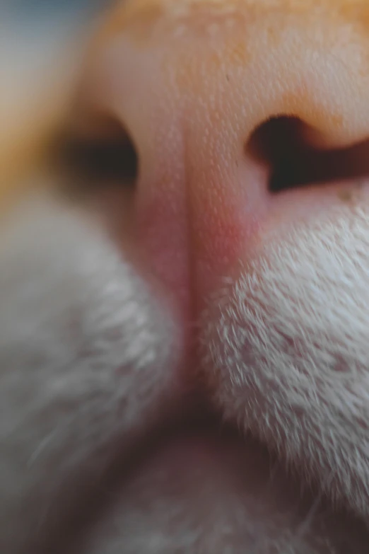 a close up of a cat's nose and nose, a macro photograph, by Adam Marczyński, unsplash, square nose, kissing each other, dog ears, micro detail 4k