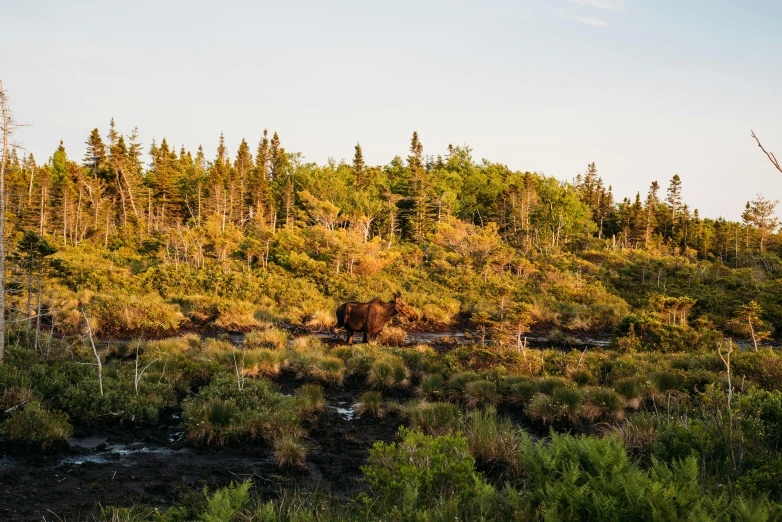 a large brown bear standing on top of a lush green hillside, by Jessie Algie, unsplash, hurufiyya, located in a swamp at sunrise, bog oak, quebec, overgrown trees