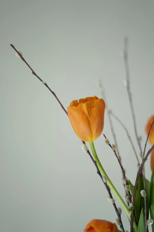 a vase filled with orange flowers on top of a table, tulip, willow plant, slight overcast lighting, up-close