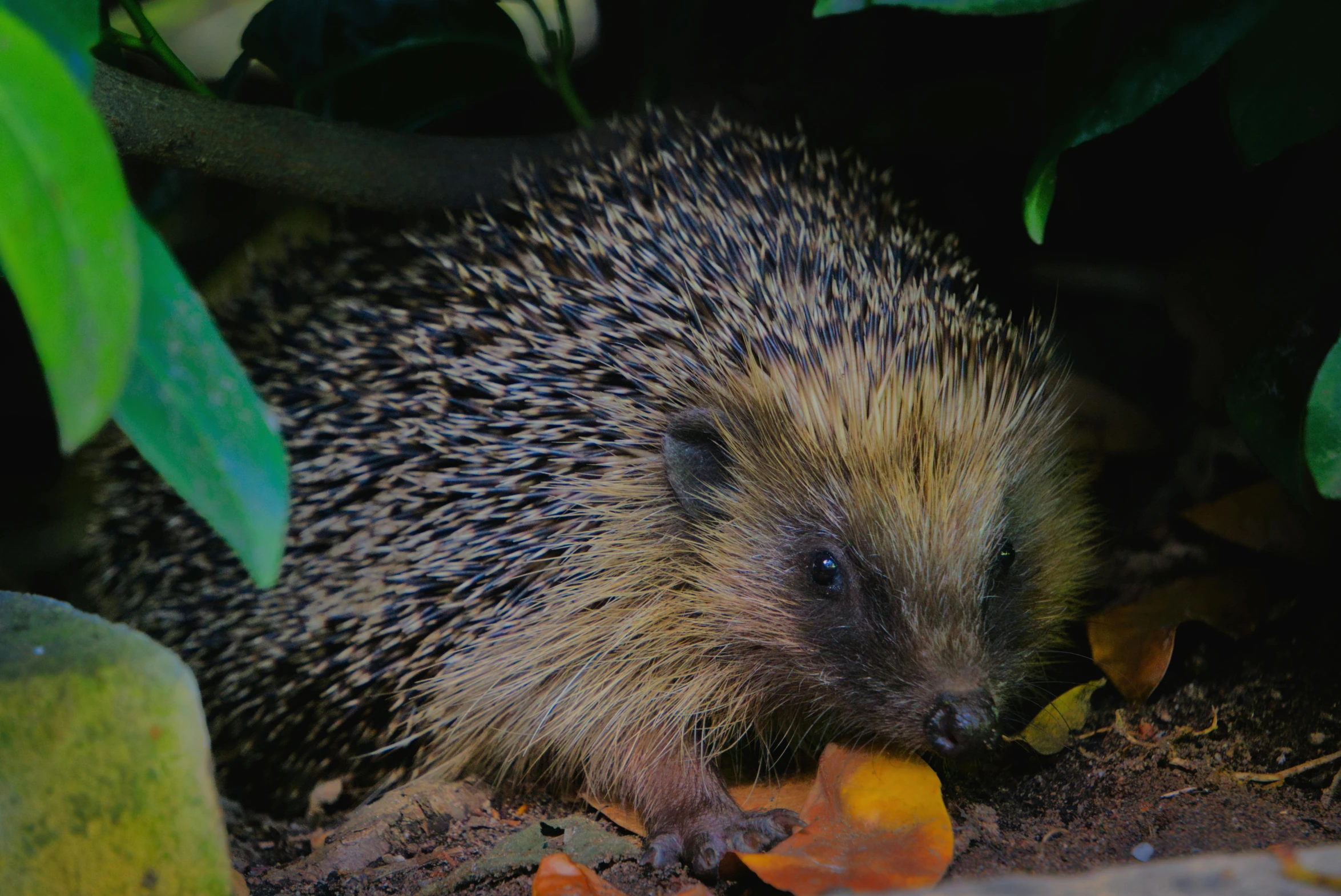 a hedge that is sitting in the dirt, by Gwen Barnard, trending on pexels, sonic hedgehog, vivarium, hibernation capsule close-up, studio photo