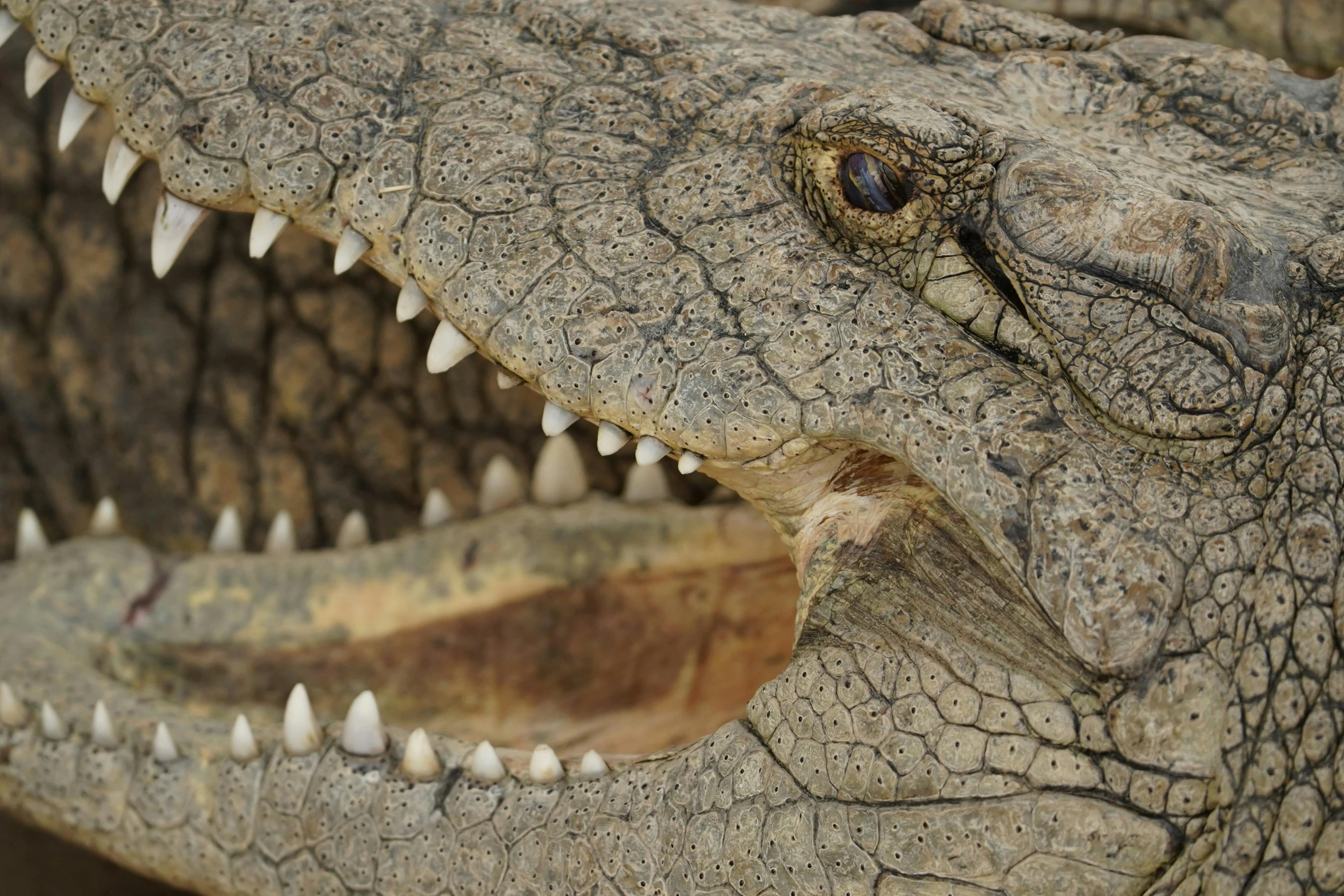 a close up of a crocodile with its mouth open, by Matt Stewart, hurufiyya, detailed photograph, slide show, amanda lilleston, up close image