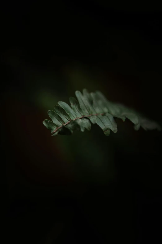 a close up of a leaf in the dark, inspired by Elsa Bleda, unsplash, tonalism, fern, medium format. soft light, ((portrait)), 15081959 21121991 01012000 4k