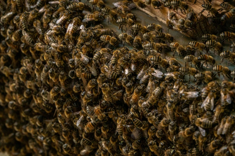 a swarm of bees on a piece of wood, by Abraham van Beijeren, pexels, renaissance, highly detailed close up, thumbnail, taken with sony alpha 9, 🦩🪐🐞👩🏻🦳