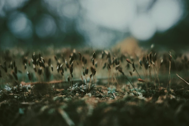 moss growing on the ground with trees in the background, a macro photograph, by Elsa Bleda, unsplash, digital art, dried flowers, grainy footage, tiny insects, field - blur