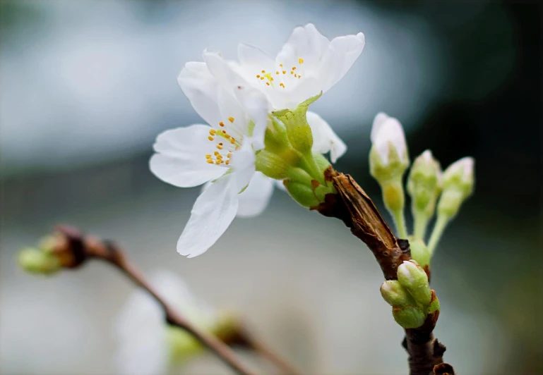 a close up of a white flower on a branch, inspired by Maruyama Ōkyo, unsplash, happening, paul barson, with fruit trees, sprouting, brown