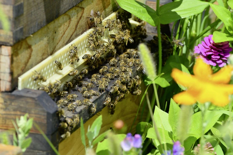 a bunch of bees sitting on top of a beehive, by Caroline Mytinger, pexels, permaculture, in a cottagecore flower garden, award - winning crisp details ”, 🦩🪐🐞👩🏻🦳