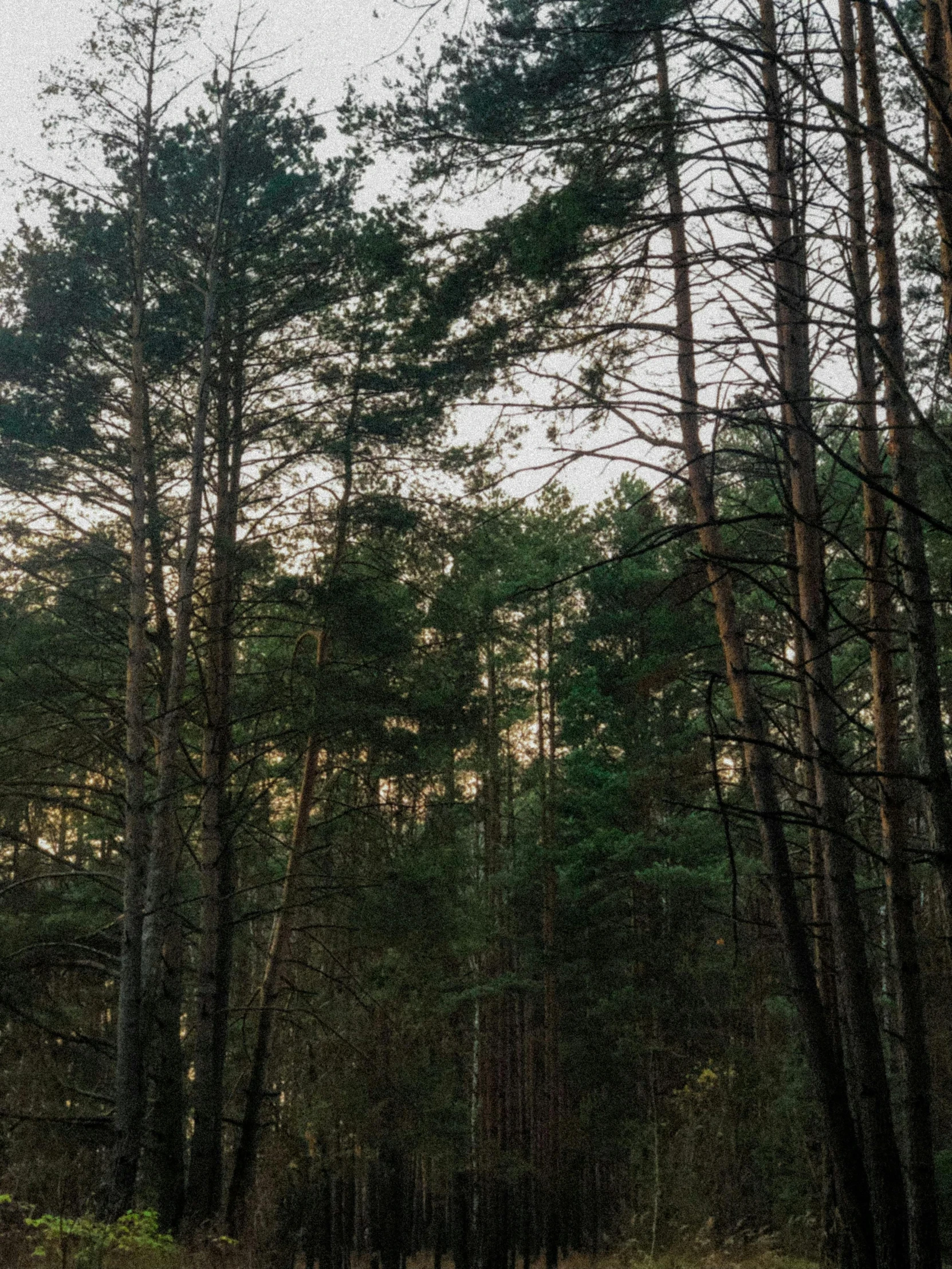 a dirt road in the middle of a forest, dasha taran, ((trees))