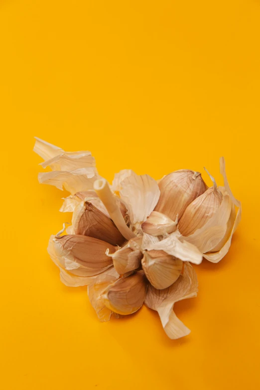 a clove of garlic on a yellow background, by David Simpson, trending on pexels, hyperrealism, blond, dried petals, pork, topknot