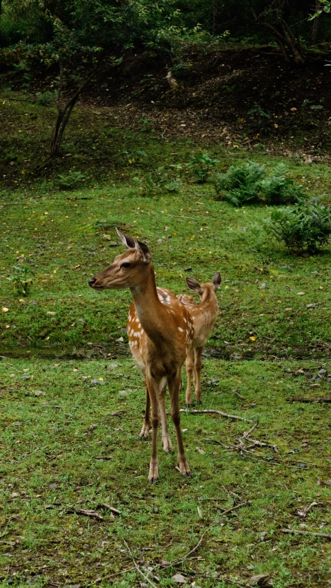 a herd of deer standing on top of a lush green field, pexels, turkey, adult pair of twins, in a rainy environment, slide show