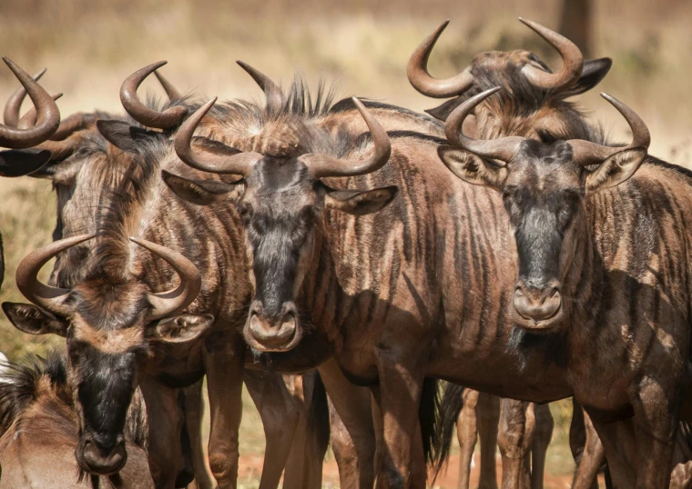 a herd of wildebeest standing next to each other, a portrait, pexels contest winner, hurufiyya, jen atkin, 🦩🪐🐞👩🏻🦳, himba hairstyle, uncropped