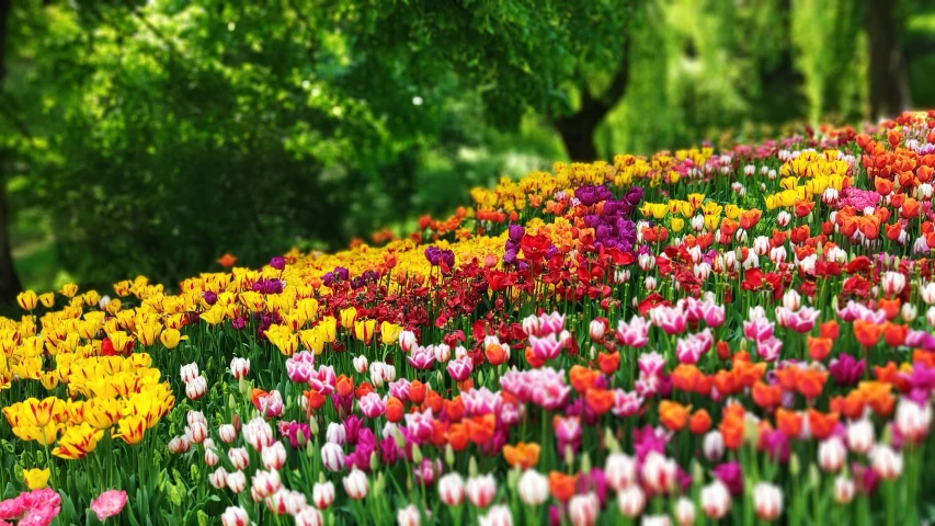 a field of colorful tulips with trees in the background, an album cover, pexels, 🌸 🌼 💮, brightly colored, blurred, instagram post