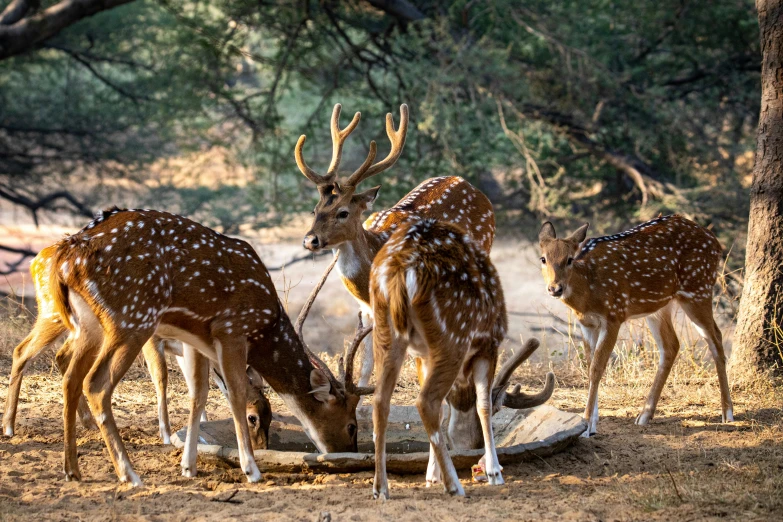 a herd of deer standing on top of a dirt field, vastayan, well decorated, drinking, polka dot