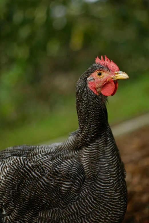 a close up of a bird on a dirt ground, a portrait, by Gwen Barnard, shutterstock contest winner, renaissance, chickens, profile image, black, super detailed image