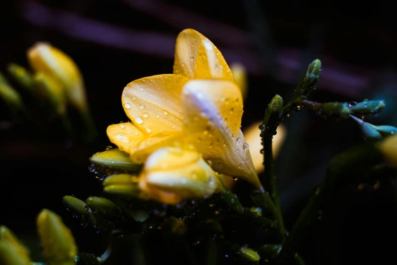 a yellow flower with water droplets on it, by Frederik Vermehren, unsplash, hurufiyya, vicious snapping alligator plant, manuka, lilies, shot on sony a 7
