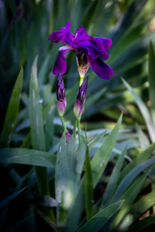 a purple flower sitting on top of a lush green field, by David Simpson, iris, color photograph, tall, dark